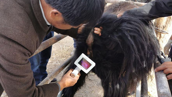 甘肅省甘南藏族自治州畜牧工作站-愛牧多案例